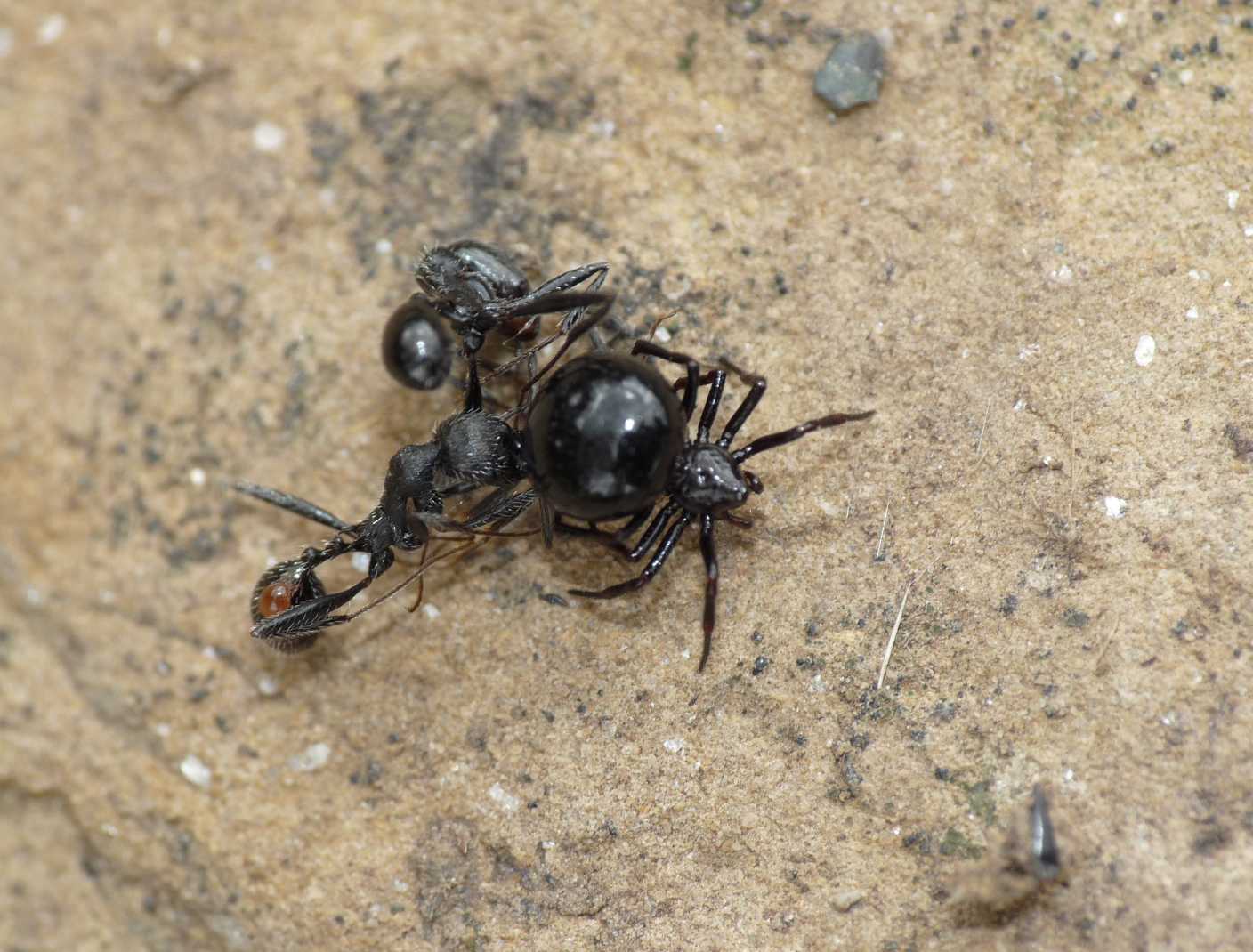 Euryopis con formiche
